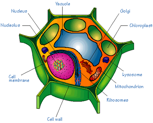 2482_Plant Cells.png